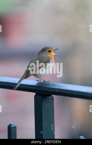 Auf dem Balkon gesungen... Robin Redbreast ( Erithacus rubecula ) singt laut Stockfoto
