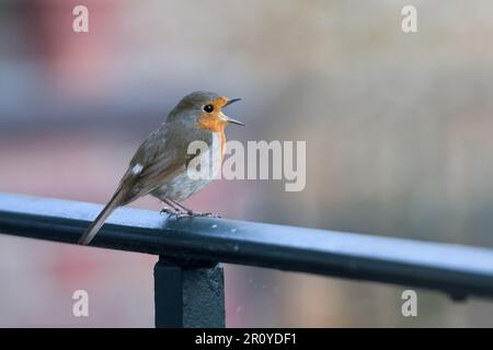 Auf dem Balkon gesungen... Robin Redbreast ( Erithacus rubecula ) singt laut Stockfoto
