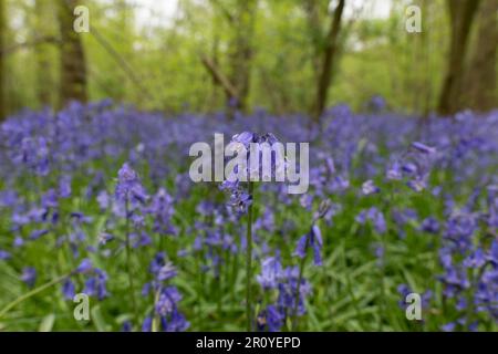 Die berühmteste Frühlingsblume Englands die Bluebell Teppiche den Waldboden im April und Mai Stockfoto