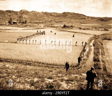 Nordkoreanische Gefangene, genommen von den Marines in einem Ausläufer zu kämpfen, März Gänsemarsch in einem Reisfeld.  1950 Stockfoto