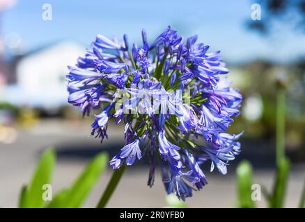 Agapanthus africanus oder die Afrikanische Lilie, die in Da Lat Vietnam wächst Stockfoto