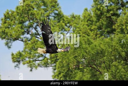 Weißkopfseeadler - Tennessee Stockfoto