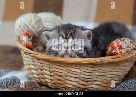 Ein süßes, grau gestreiftes Kätzchen einer exotischen Kurzhaarrasse sitzt in einem Korb mit Karomuster und spielt mit Fadenbällen, Nahaufnahme. Stockfoto