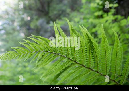 Männlicher Farn (Dryopteris filix-Mas), frische grüne Fronten mit Sori auf der Unterseite des Blatts Stockfoto