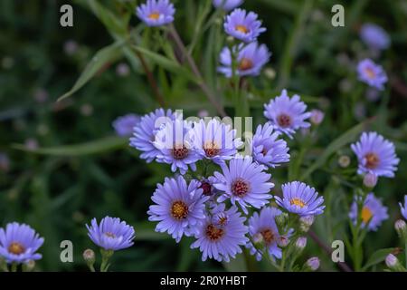 Blaue violette Blüten aus New York Aster (Symphyotrichum novi-belgii) Stockfoto