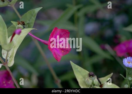 Bewundern Sie Peru (Mirabilis jalapa) leuchtend rosa Blüte Stockfoto