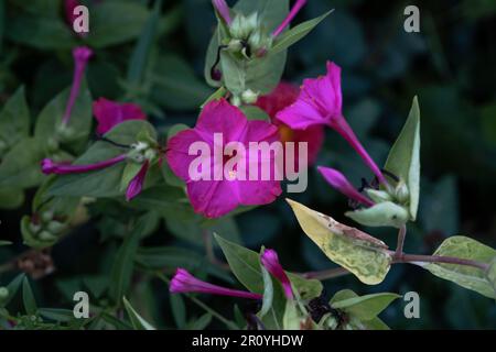 Bewundern Sie Peru (Mirabilis jalapa) leuchtend rosa Blüte Stockfoto