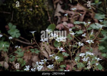 Weissblüten der Wiesensaxifrage (Saxifraga granulata L.) Stockfoto