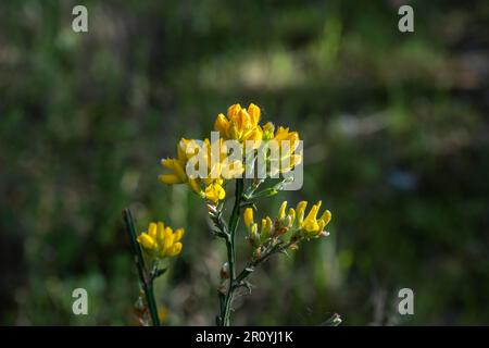 Spanische Görse oder erbsenähnliche gelbe Blumen von Carqueixa (Genista tridentata) Stockfoto