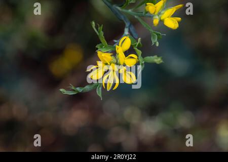 Spanische Görse oder erbsenähnliche gelbe Blumen von Carqueixa (Genista tridentata) Stockfoto