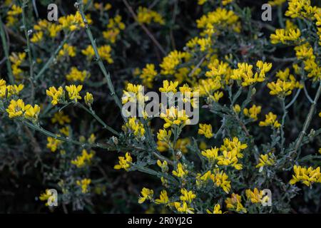 Spanische Görse oder erbsenähnliche gelbe Blumen von Carqueixa (Genista tridentata) Stockfoto