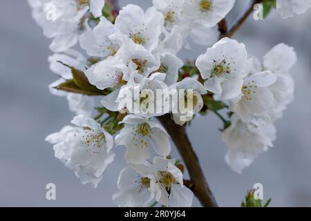 Detail der Kirschblüten. Süßer Kirschbaum (Prunus avium) weiße Frühlingsblumen, selektiver Fokus Stockfoto
