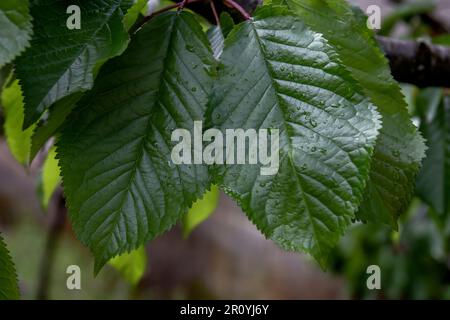 Grüne Kirschblätter (Prunus avium) Stockfoto