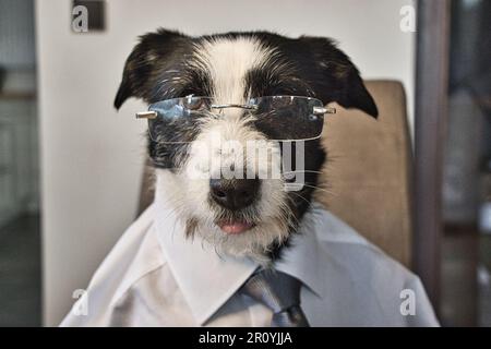 Ein Hund mit Brille und Hemd/Krawatte. Das sieht aus wie ein Manager oder ein Mitarbeiter Stockfoto