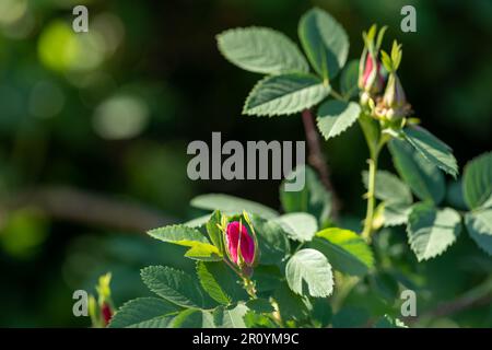 Sonnenbeleuchtete rosa Rosehip-Blütenknospen im Frühlingspark. Sanfter rosa Hund rosa ungeöffnete Blumen. Frühlingsblüten. Horizontales Format. Selektiv für Stockfoto