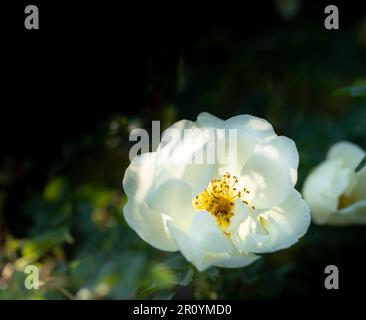 Nahaufnahme weißer Rosehip-Blüten auf dunkelgrünem Hintergrund. Schönheit in der Natur. Weiße Hundeblume. Wunderschönes Blumenfoto. Sprungfeder. Horizontale Form Stockfoto