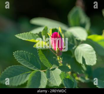 Nahaufnahme der sonnenbeleuchteten rosa Hagebuttenknospe inmitten von grünem Grün. Naturdetails. Schönheit in der Natur. Sanft rosa Hund rosa ungeöffnete Blume. Frühlingsblumen gr Stockfoto