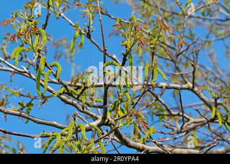 Männliche Blüten vom Walnussbaum im Frühjahr Stockfoto