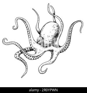 Tintenfisch. Vektorhandgezeichnete Darstellung eines unter Wasser lebenden Wildtieres auf isoliertem Hintergrund im Konturstil. Zeichnung von Seeteufelfischen. Gravur mit schwarzer Tinte für Symbol oder Logo. Unterwasserlinienkunst. Stock Vektor