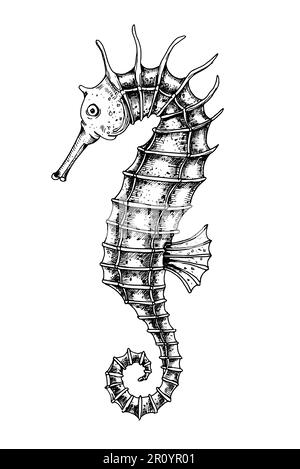 Seepferdchen. Vektorhandzeichnung eines Seepferdchen auf isoliertem Hintergrund im Umrissstil. Zeichnung eines Meerestiers. Gravur von Unterwasserfischen mit schwarzer Tinte für Symbol oder Logo. Lineare Skizze. Stock Vektor