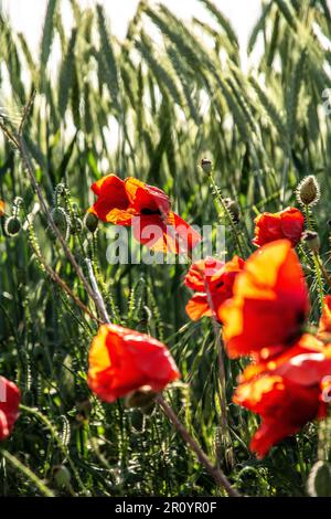 Leuchtend roter Mohn blüht an einem sonnigen Frühlingstag auf dem Land zwischen grünen Weizenspitzen Stockfoto