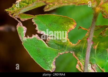 Nahaufnahme von Pulchriphyllium-Arten, Blattinsekten/Wanderblättern, die in den tropischen Wäldern Asiens heimisch sind, bemerkenswert getarnte Blattimitierungen/Mimesis Stockfoto