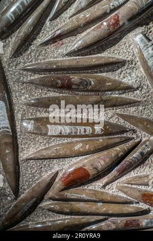 Orthoceras / Orthoceratites Fossilien in Gestein, Gattung ausgestorbener nautiloider Kopffüßer Stockfoto