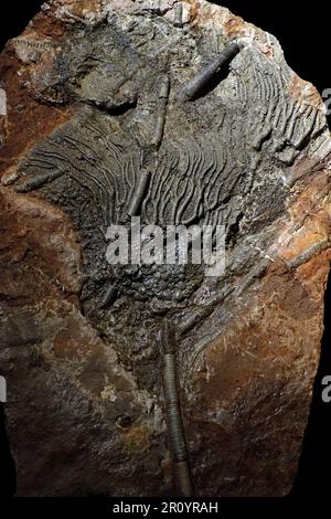 Gestalkte krinoide Fossilien/versteinerte Seerosen in Gestein Stockfoto