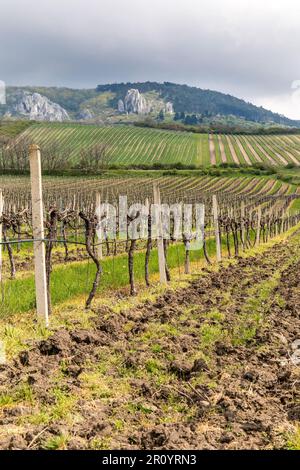 Reihen von Weinbergen an einem Frühlingsabend. Frühlingslandschaft Südmähren in der Tschechischen Republik. Weinberg unter dem Hügel von Palava. Stockfoto