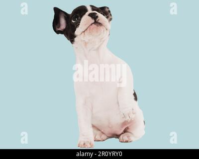 Süßes Hündchen, das auf dem Tisch sitzt. Studioaufnahme Stockfoto