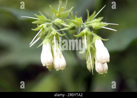Wahrer Comfrey In Weiß Stockfoto
