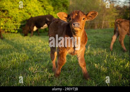 Ein liebenswertes Kalb, das zufrieden aussah, während es auf einem sonnenbeleuchteten Grasfeld stand Stockfoto