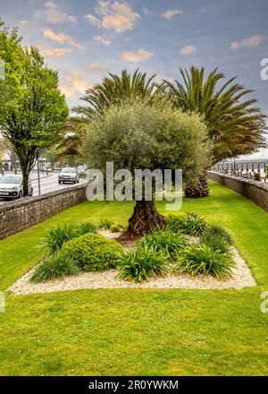 Farbenfroher Garten am Meer in Torquay, Devon, Großbritannien. Stockfoto