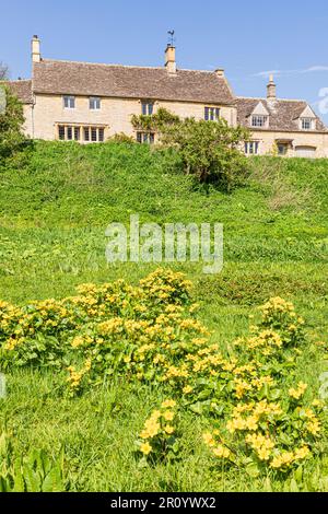 Marsh Marigolds (Caltha palustris L.), das im Dorf Cotswold in Little Barrington, Gloucestershire, Großbritannien, wächst Stockfoto