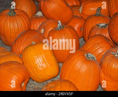 Ein Haufen leuchtend orangefarbener Kürbisse auf einer Kürbisfarm Stockfoto