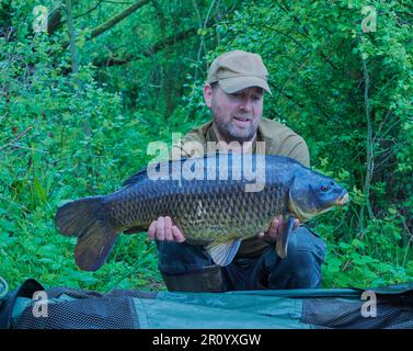 Ein Karpfenfischer, der einen Karpfen mit Büschen im Hintergrund fängt. Stockfoto