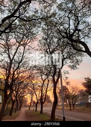 Eine malerische Aussicht auf Bäume entlang einer malerischen Straße, die von einem Sonnenuntergang beleuchtet wird Stockfoto