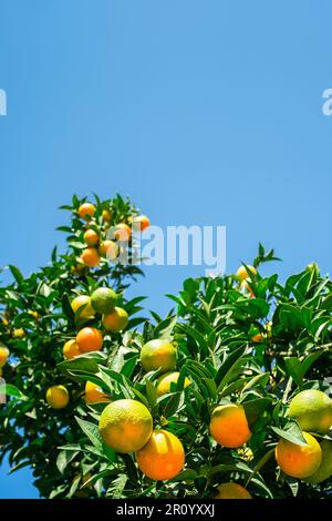 Orangenbaum mit frischen, reifen Früchten am hellblauen Himmel, Zitrusfrüchte werden geerntet. Selektiver Fokus, vertikaler Rahmen mit Platz, Idee für einen Hintergrund Stockfoto