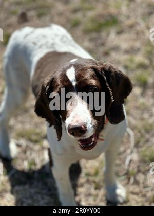 Nahaufnahme eines lächelnden Springer Spaniel mit seinem weißen und braunen Fell und seinen leuchtenden Augen Stockfoto