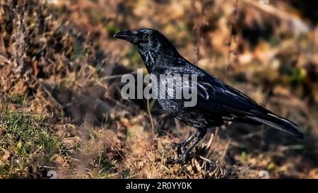 Kühn und clever, die Krähe regiert in der Vogelwelt Stockfoto