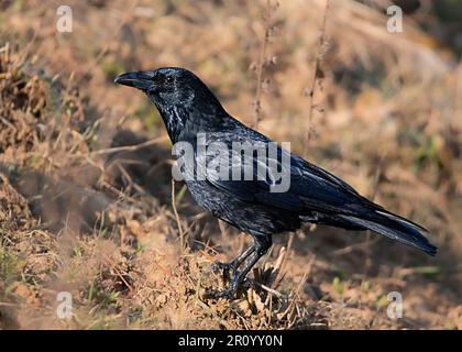 Kühn und clever, die Krähe regiert in der Vogelwelt Stockfoto