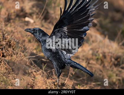 Kühn und clever, die Krähe regiert in der Vogelwelt Stockfoto