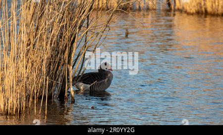 Die Goldene Stunde bringt das Beste in jedem hervor, sogar in den Federn dieser anmutigen Gans Stockfoto