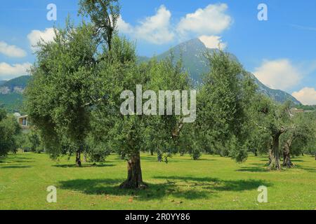 Olivenhain an einem sonnigen Frühlingstag vor der Kulisse der Berge unter einem hellblauen Himmel mit Wolken. Maderno, Italien. Stockfoto