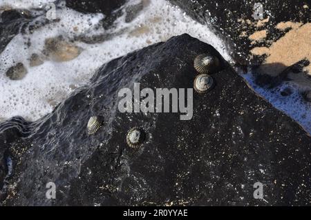 Muscheln an Felsen am Strand, aus der Nähe Stockfoto