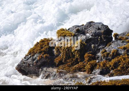 Felsen bedeckt mit Seetang inmitten von Wellen Stockfoto