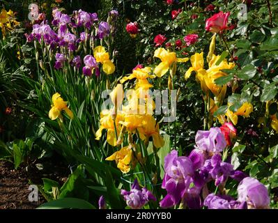 Iris-Blumen in verschiedenen Farben in einem Garten im Frühling Stockfoto