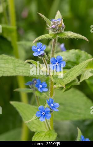 Grüne Alkanet (Pentaglottis sempervirens) Wildblume mit blauer Blume im Mai oder Frühling, Hampshire, England, Großbritannien Stockfoto