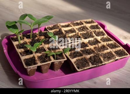 Junge grüne Setzlinge von Gurken und Zucchini in Torftöpfen, Heimgärten, Bio-Gemüse - nach 10 Tagen Stockfoto