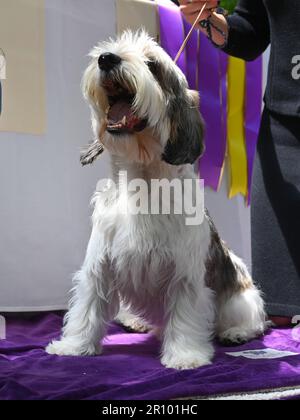 Buddy Holly, der Petit Basset Griffon Vendéen (PBGV), Gewinner der Best in Show, nimmt am jährlichen Mittagessen des Champions der Westminster Kennel Club Dog Show 147. Teil Stockfoto